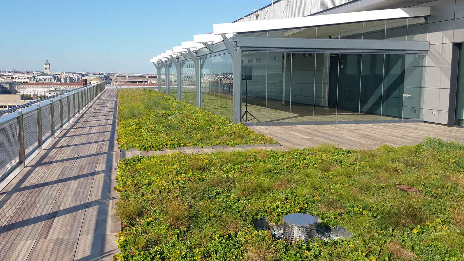 roof deck with wood look porcelain planks and low profile vegetated roof garden in morning light.